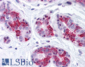 Anti-BAG5 Antibody IHC-plus LS-B745