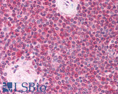 Anti-MD-1 / LY86 Antibody (Internal) IHC-plus LS-B748