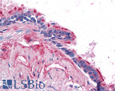 Anti-BMP4 Antibody (aa20-34) IHC-plus LS-B787