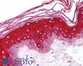 Anti-BMP8B Antibody (aa31-46) IHC-plus LS-B790