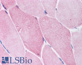 Anti-GDF2 / BMP9 Antibody (aa23-37) IHC-plus LS-B806