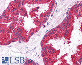 Anti-MMP7 Antibody (aa132-146) IHC-plus LS-B855
