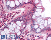 Anti-PRLTS / PDGFRL Antibody (aa343-357) IHC-plus LS-B858