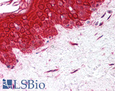 Anti-MMP2 Antibody (aa87-102) IHC-plus LS-B877