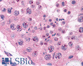 Anti-MAGEA2 Antibody (aa96-108) IHC-plus LS-B883