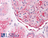 Anti-SLC7A2 Antibody (aa612-632) IHC-plus LS-B901