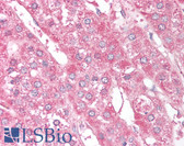 Anti-ST13 Antibody (aa60-75) IHC-plus LS-B903