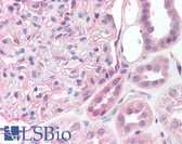 Anti-ST14 / Matriptase Antibody (aa840-854) IHC-plus LS-B904