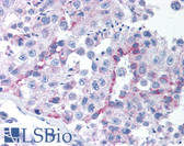 Anti-TBX6 Antibody (aa361-377) IHC-plus LS-B911
