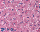 Anti-CD71 / Transferrin Receptor Antibody (aa31-47) IHC-plus LS-B912