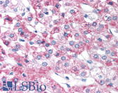 Anti-FOXD3 Antibody (aa257-306) IHC-plus LS-B948