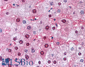 Anti-GSTM1 / MU Antibody (aa31-80) IHC-plus LS-B963