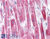 Anti-KCTD13 Antibody (aa26-75) IHC-plus LS-B982