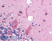 Anti-SLC17A2 Antibody (aa230-279) IHC-plus LS-B1000