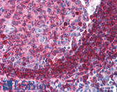 Anti-CD79A Antibody IHC-plus LS-B1061