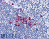 Anti-GZMB / Granzyme B Antibody (N-Terminus) IHC-plus LS-B1094