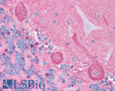 Anti-CNTF Antibody (Biotin) IHC-plus LS-B1100