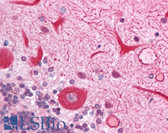 Anti-SPHK2 Antibody (N-Terminus) IHC-plus LS-B1101