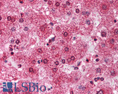 Anti-TRIM14 Antibody (aa116-165) IHC-plus LS-B1102