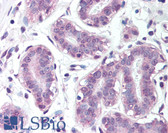 Anti-BRCA1 Antibody (Ser1423) IHC-plus LS-B1176