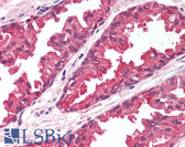 Anti-NANOG Antibody (aa24-73) IHC-plus LS-B1193
