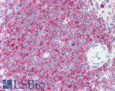 Anti-LSP1 Antibody (phospho-Ser252) IHC-plus LS-B1218