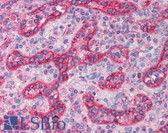 Anti-NOS3 / eNOS Antibody (C-Terminus) IHC-plus LS-B1241