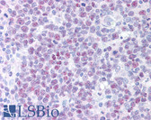Anti-POLD1 Antibody (aa1-140, clone 607) IHC-plus LS-B1325