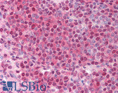 Anti-BUB3 Antibody (C-Terminus) IHC-plus LS-B1340