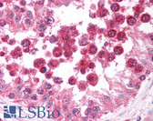 Anti-DIABLO / SMAC Antibody (aa222-237) IHC-plus LS-B1350