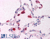 Anti-IFN Beta / Interferon Beta Antibody (Internal) IHC-plus LS-B1361