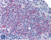 Anti-MD-1 / LY86 Antibody (Internal) IHC-plus LS-B1375