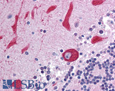 Anti-TLR7 Antibody IHC-plus LS-B1420
