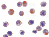 Anti-TRAF3 Antibody (N-Terminus) IHC-plus LS-B1428