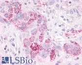 Anti-GPR3 Antibody (Extracellular Domain) IHC-plus LS-A120