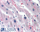 Anti-ADRA1A Antibody (Cytoplasmic Domain) IHC-plus LS-A1248