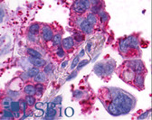 Anti-GPR4 Antibody (Extracellular Domain) IHC-plus LS-A143