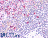 Anti-HCAR3 / GPR109B / HM74 Antibody (Cytoplasmic Domain) IHC-plus LS-A180