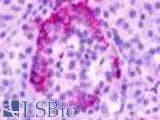 Anti-GPR35 Antibody (Cytoplasmic Domain) IHC-plus LS-A2