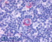 Anti-GPR137 Antibody (Extracellular Domain) IHC-plus LS-A2059