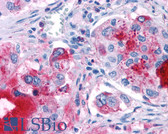 Anti-GPR82 Antibody (Cytoplasmic Domain) IHC-plus LS-A2706