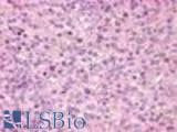 Anti-GPR171 Antibody (Extracellular Domain) IHC-plus LS-A1223