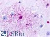 Anti-GPR84 Antibody (Transmembrane Domain) IHC-plus LS-A344