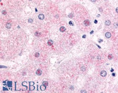 Anti-NR0B2 Antibody (Ligand-binding Domain) IHC-plus LS-A5411