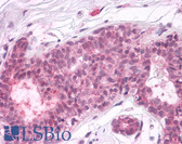 Anti-PTPRA / RPTP-Alpha Antibody (Cytoplasmic Domain) IHC-plus LS-A6794