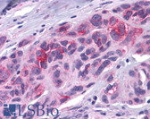 Anti-DUSP23 Antibody (Internal) IHC-plus LS-A6803