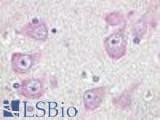 Anti-GPR19 Antibody (Cytoplasmic Domain) IHC-plus LS-A97