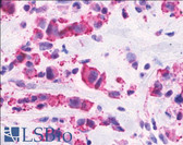 Anti-CELSR2 Antibody (N-Terminus) IHC-plus LS-A1942