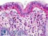 Anti-GPR160 Antibody (Transmembrane Domain) IHC-plus LS-A619