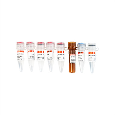 CF488 TUNEL Cell Apoptosis Detection Kit